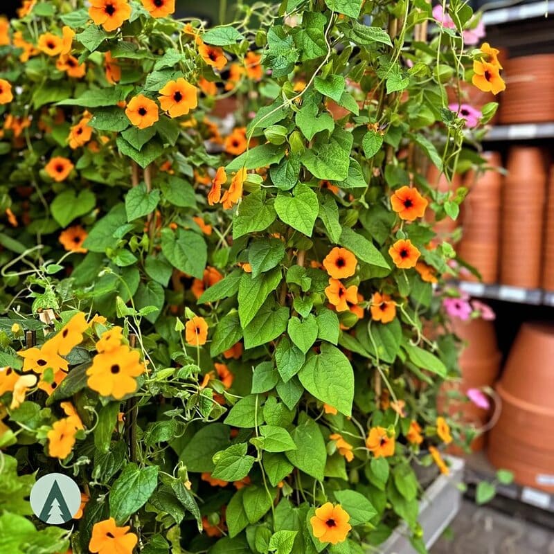 Thunbergia Alata: Como Cuidar da Planta Trepadeira Popular nos Jardins