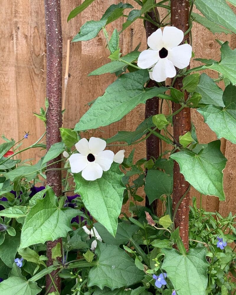 Thunbergia Alata: Como Cuidar da Planta Trepadeira Popular nos Jardins