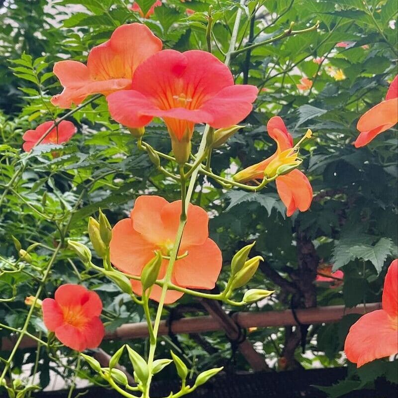 Trombeta-chinesa: descubra como cultivar a deslumbrante Campsis grandiflora em seu jardim