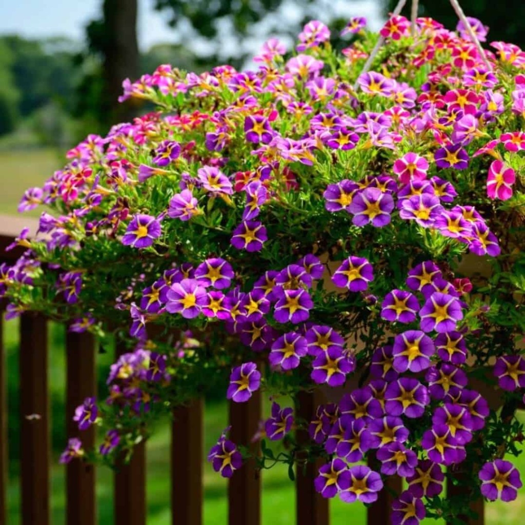 Calibrachoa, comumente conhecida como “mini-petúnia”