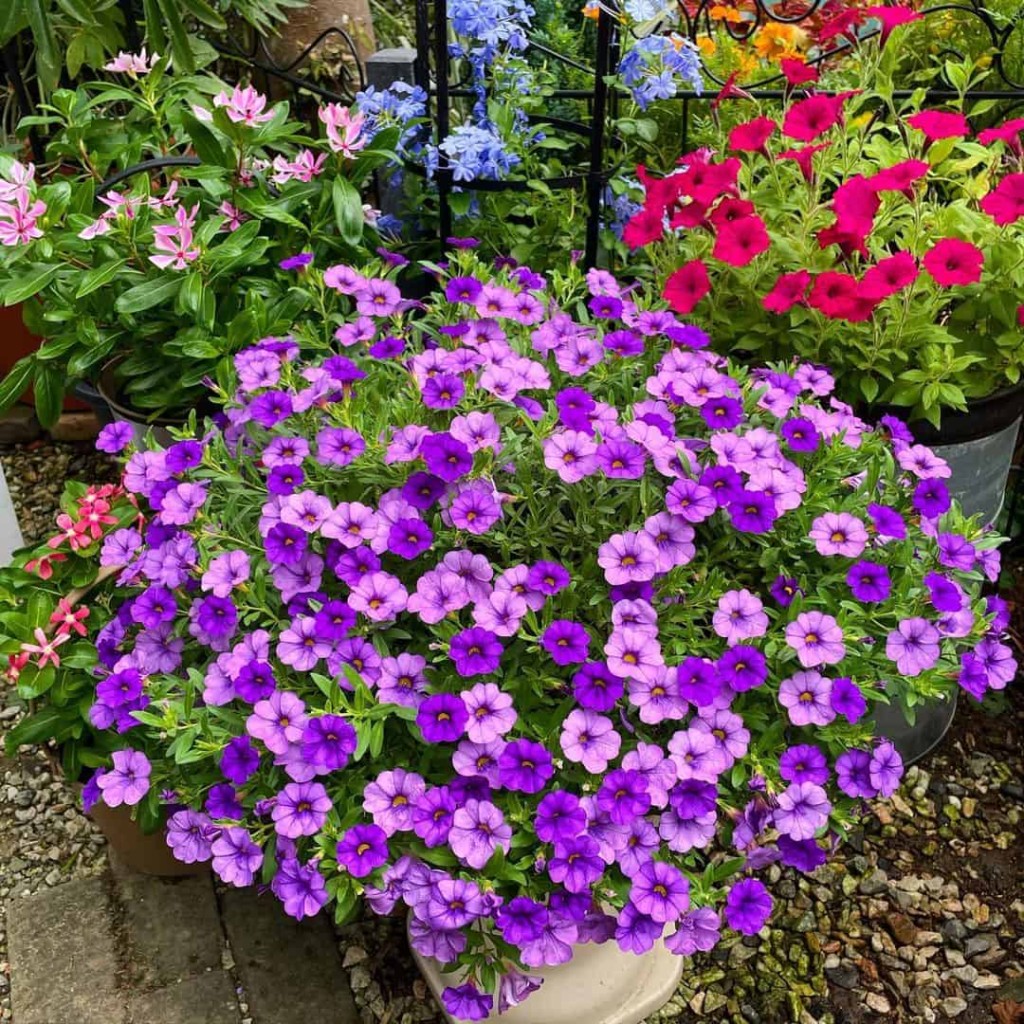 Calibrachoa, comumente conhecida como “mini-petúnia”