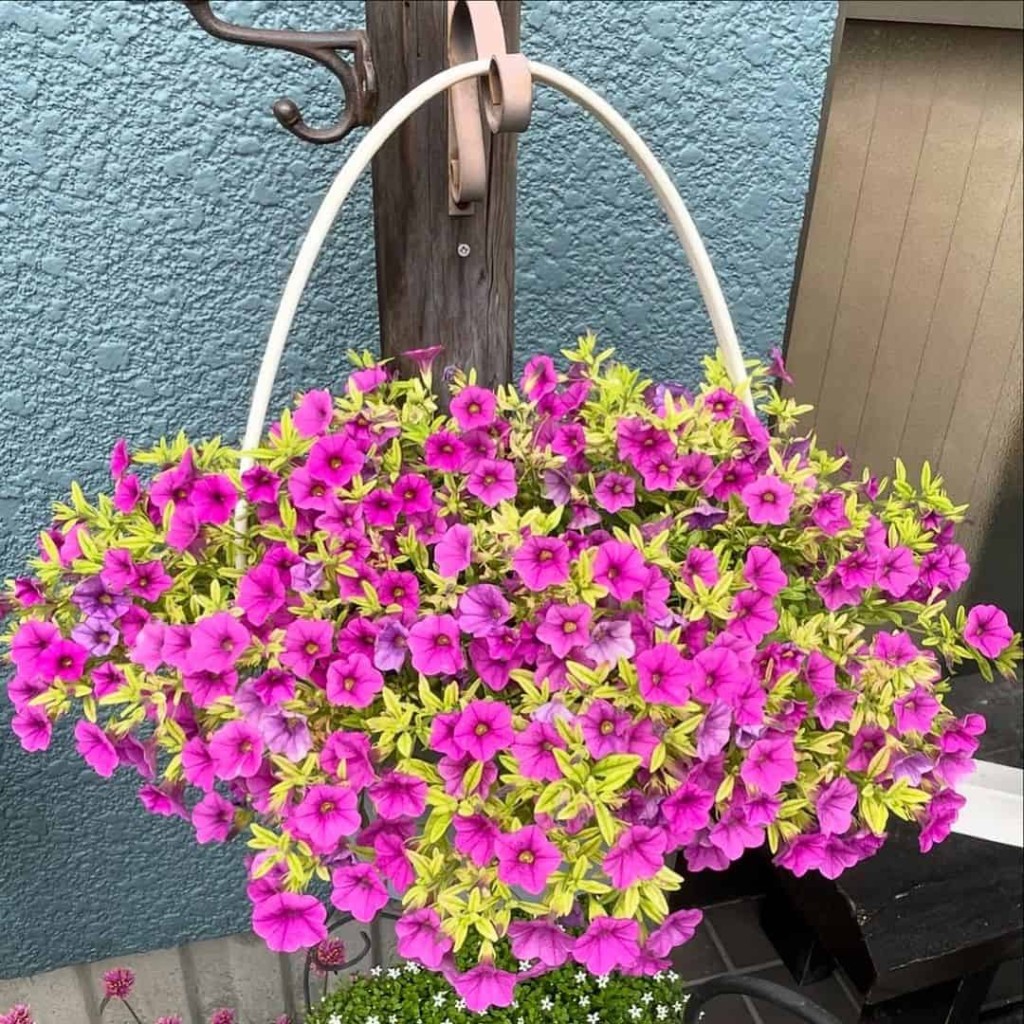 Calibrachoa, comumente conhecida como “mini-petúnia”