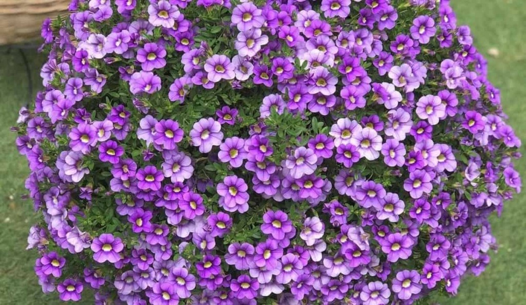 calibrachoa