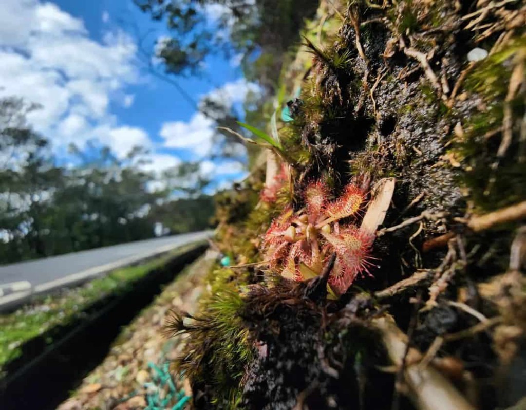 Drosera Spatulata: Conheça e Aprenda a Cuidar da Encantadora Planta Carnívora