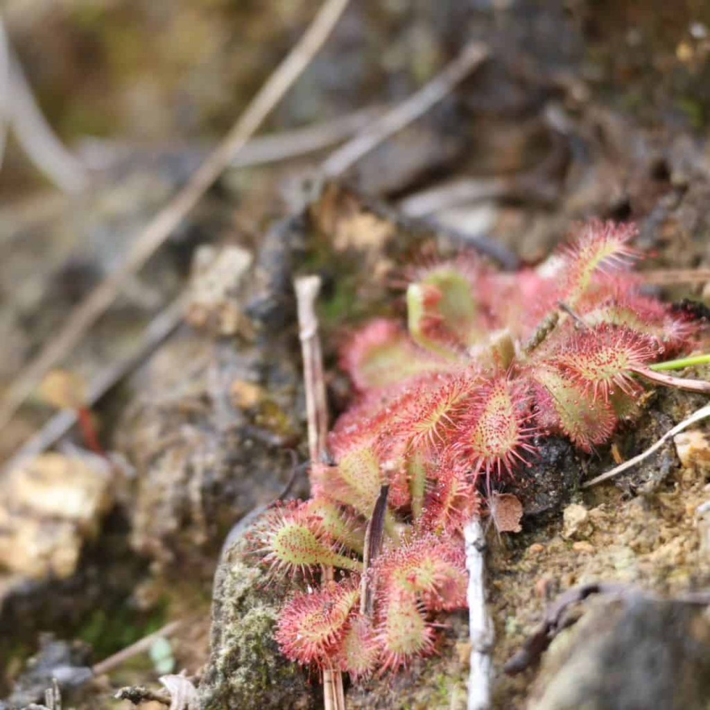 Drosera spatulata 2