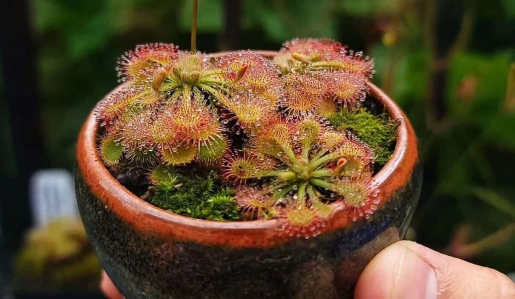 Drosera spatulata