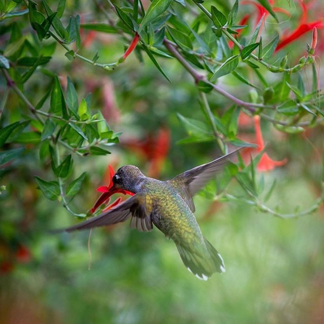 Malvavisco (Malvaviscus arboreus) com beija flor