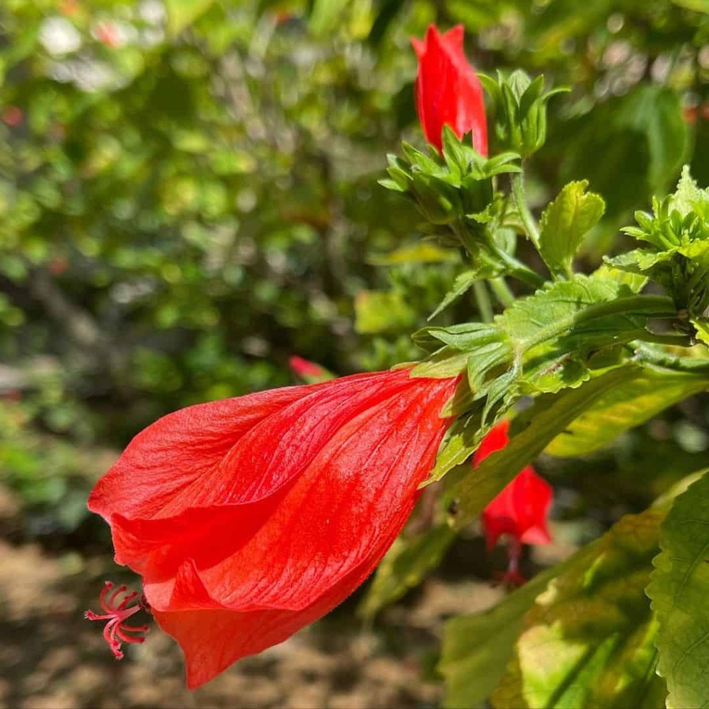 Malvavisco (Malvaviscus arboreus)