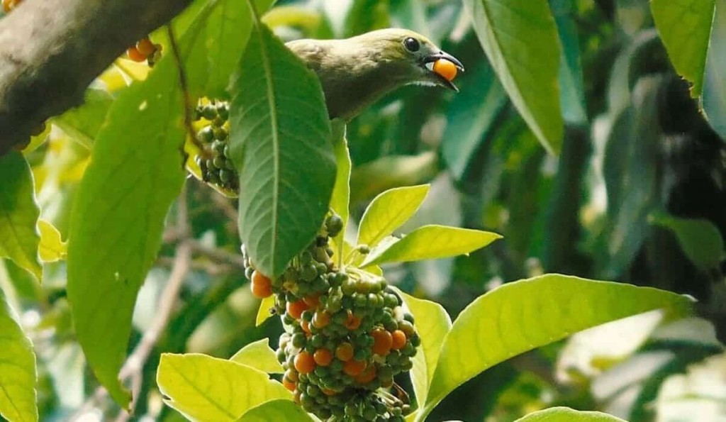 marianeira - planta do sabia