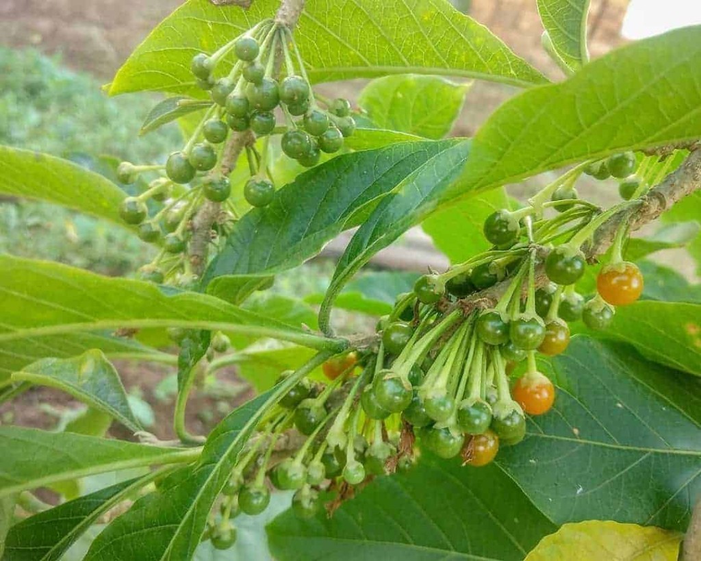 Marianeira Planta do Sabia 2 1