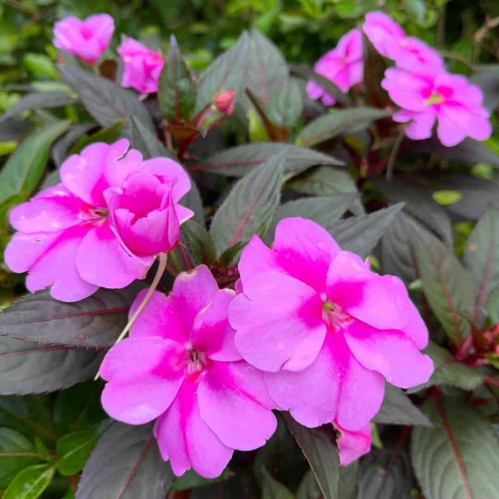 Beijo-pintado (Impatiens hawkeri): como cuidar dessa encantadora planta ornamental