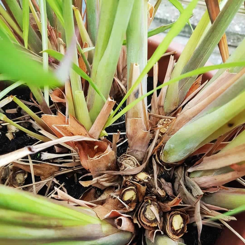 capim santo (Cymbopogon citratus)