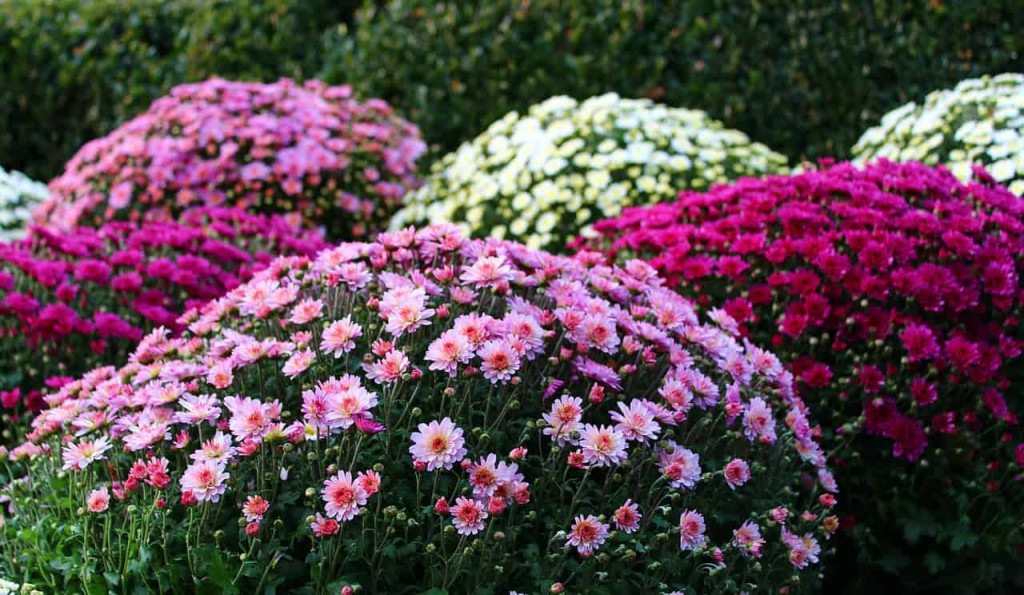 chrysanthemum morifolium