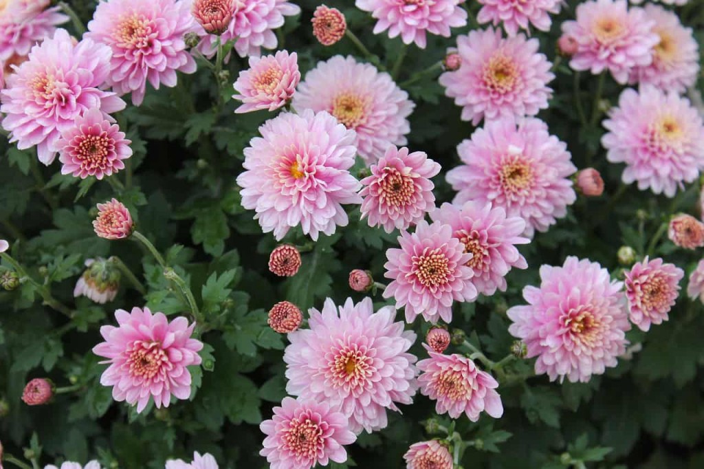 chrysanthemum morifolium