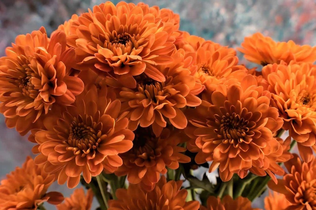 chrysanthemum morifolium