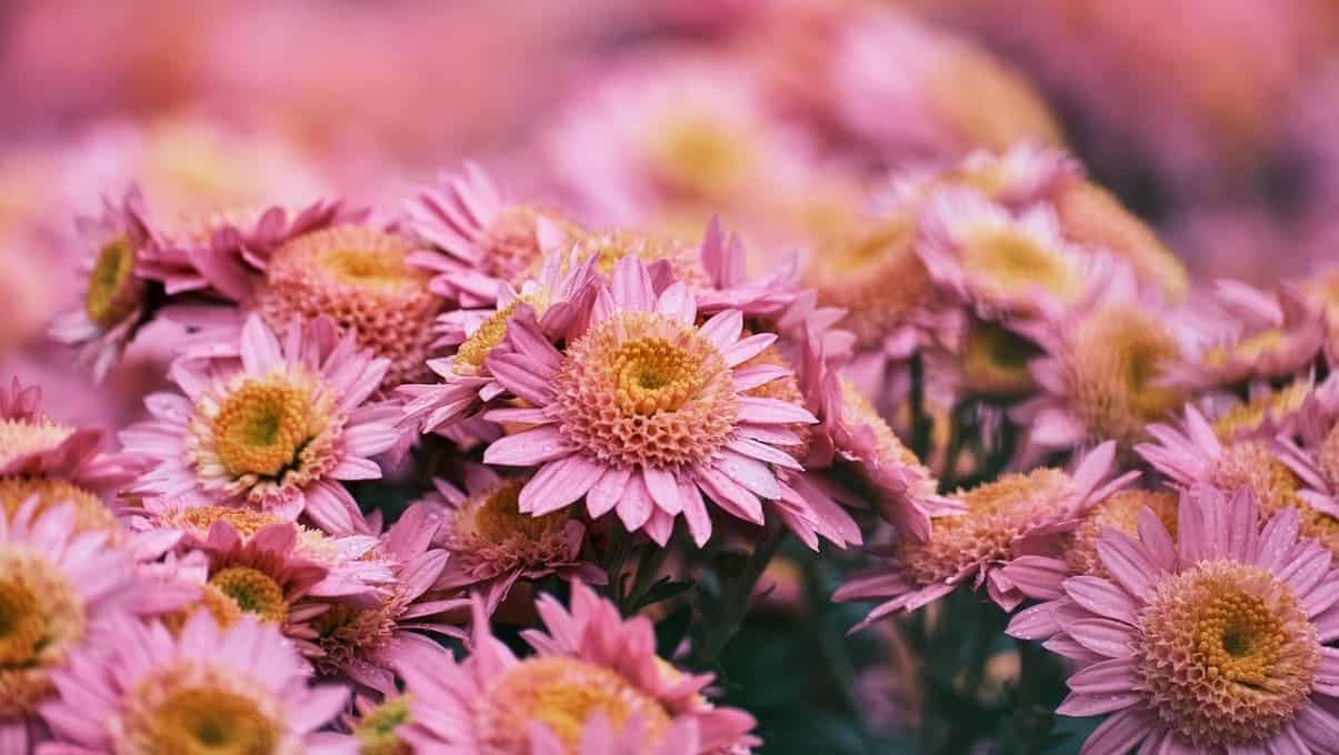 chrysanthemum morifolium