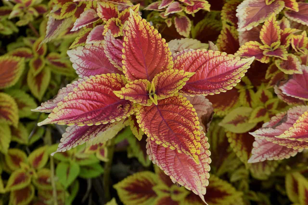 coleus