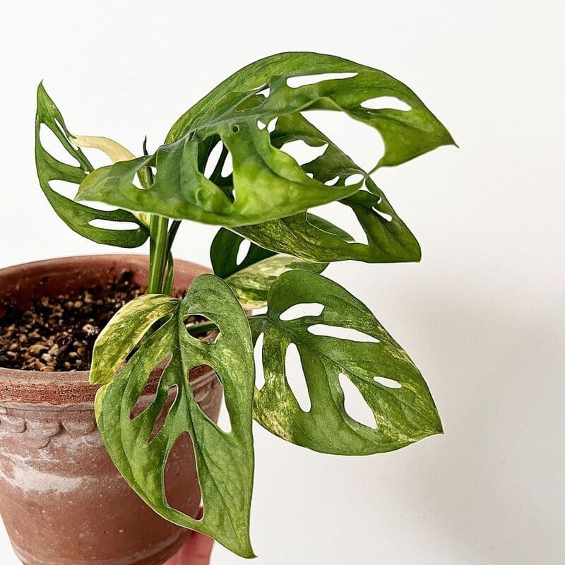 plantas para apartamento - monstera adansonii