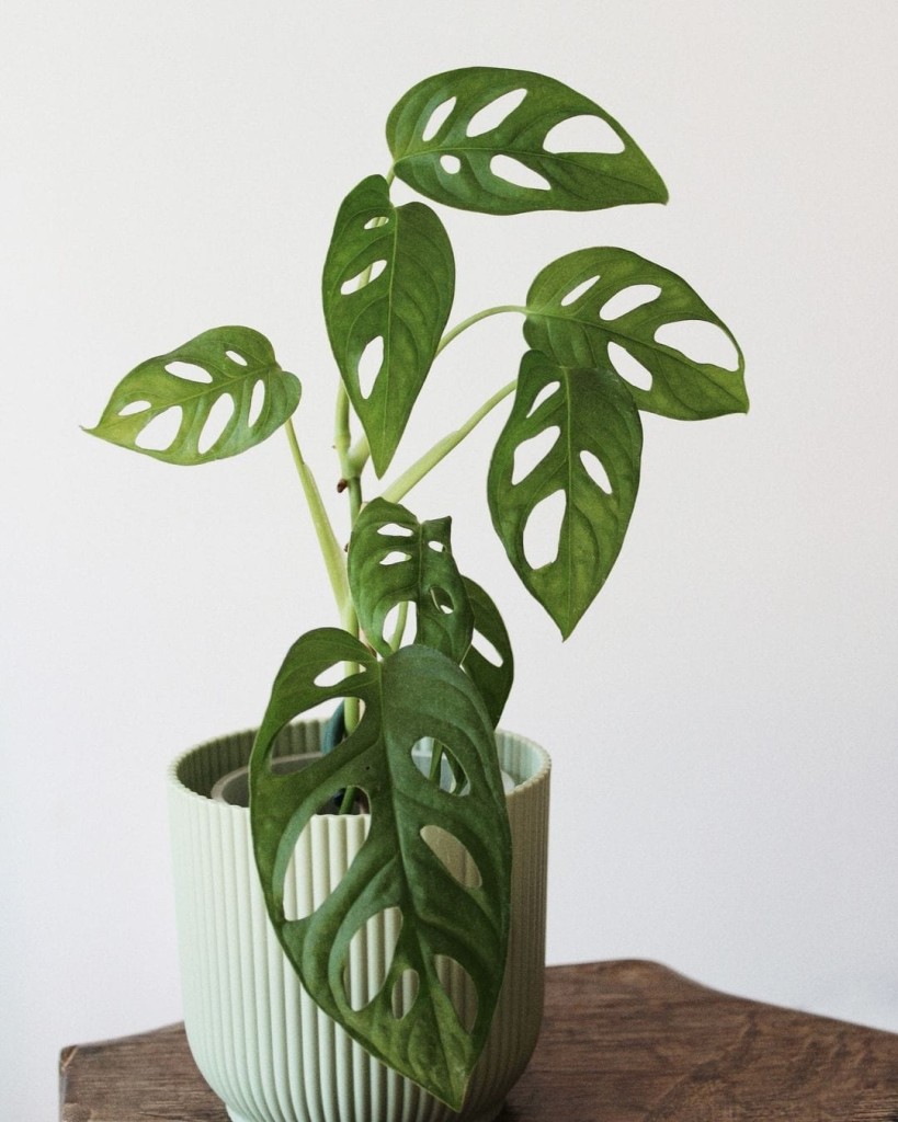 costela de eva (Monstera adansonii)