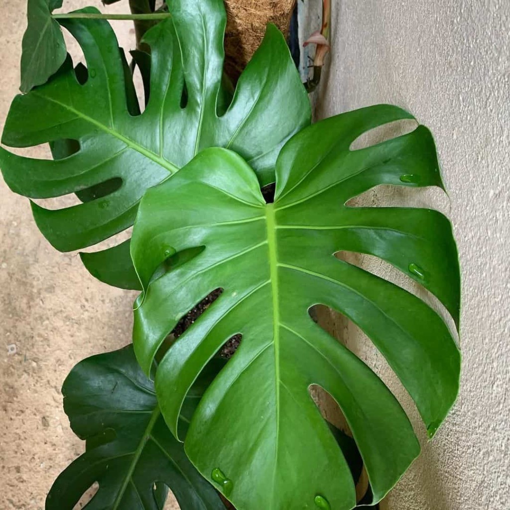 costela de eva (Monstera adansonii)