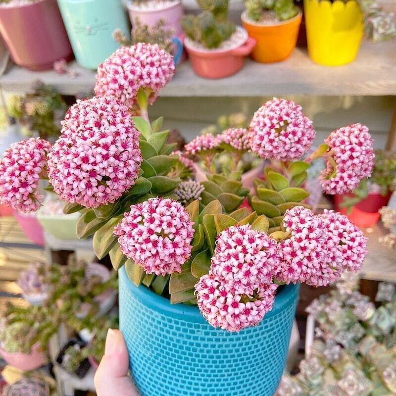 Crassula Springtime: Como Cuidar da Charmosa Suculenta