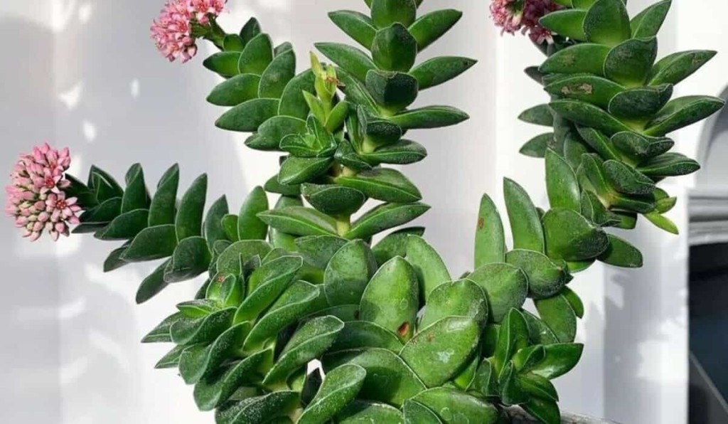 crassula springtime