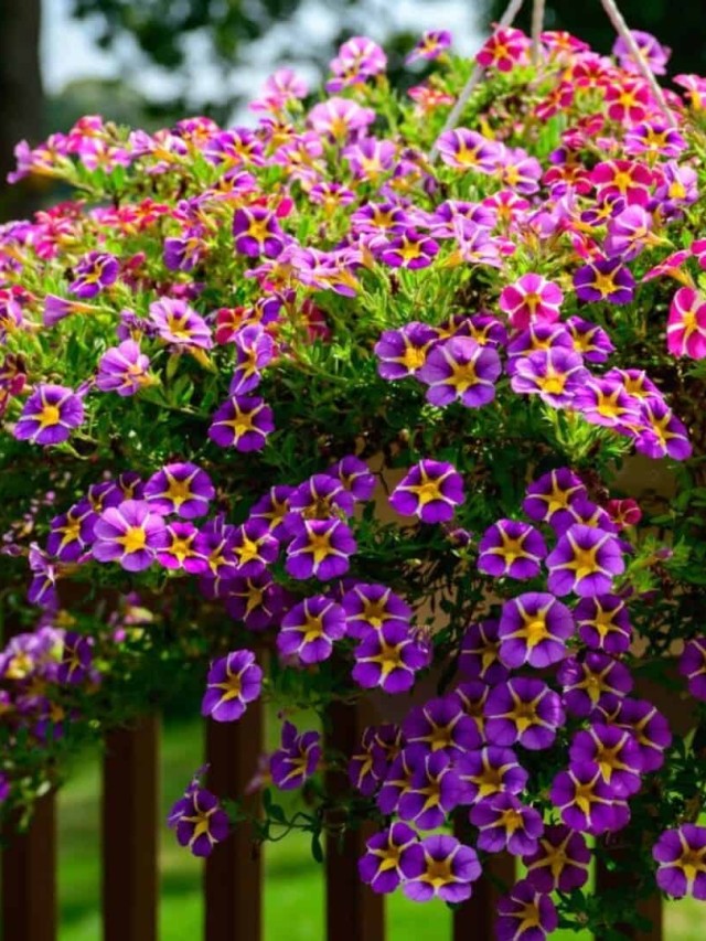 cropped-Calibrachoa-1.jpg