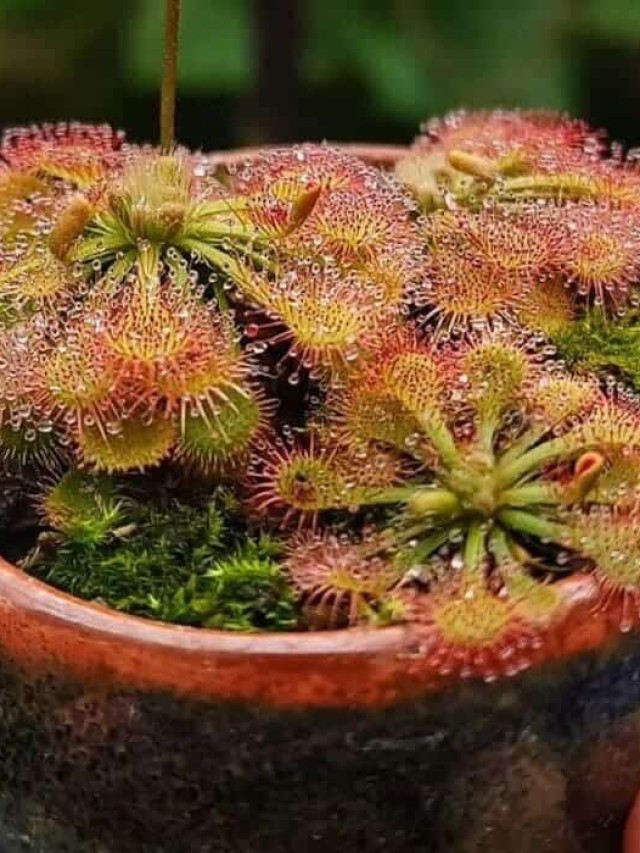 Drosera spatulata