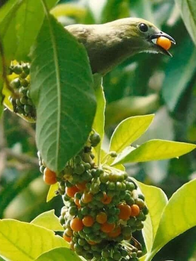 marianeira - planta do sabia