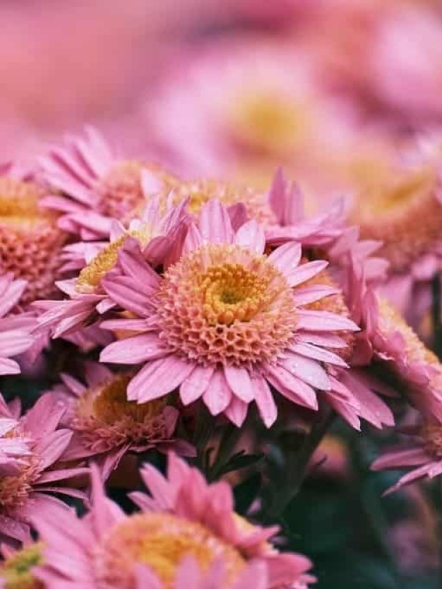 chrysanthemum morifolium