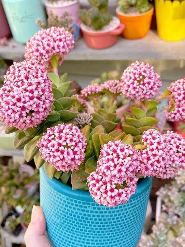 cropped-crassula-springtime-2.jpg