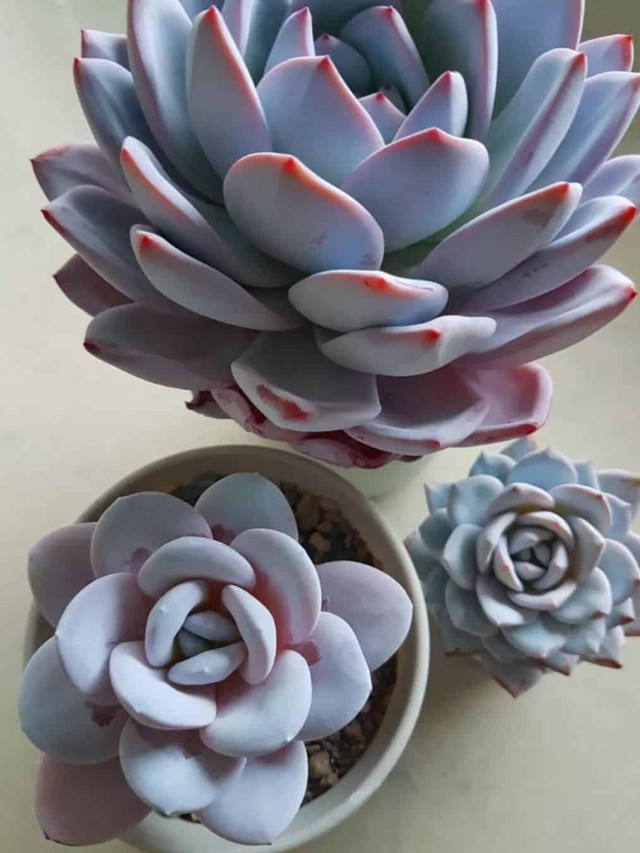 cropped-echeveria-lauii-2.jpg