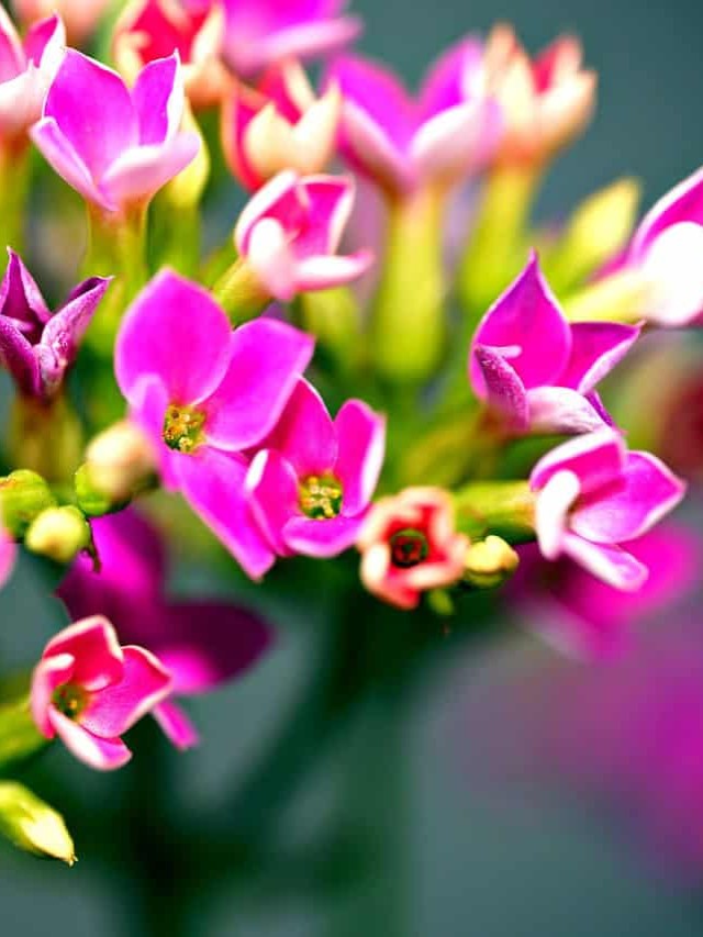 cropped-flor-da-fortuna-kalanchoe-5-1.jpg