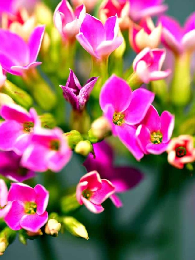 cropped-flor-da-fortuna-kalanchoe-5.jpg