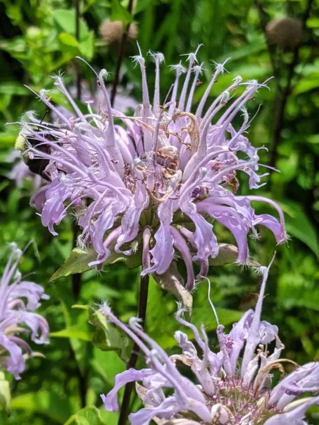 cropped-monarda-1.jpg