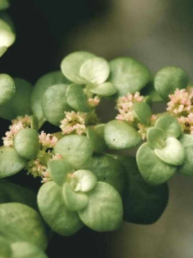 Brilhantina - Pilea microphylla