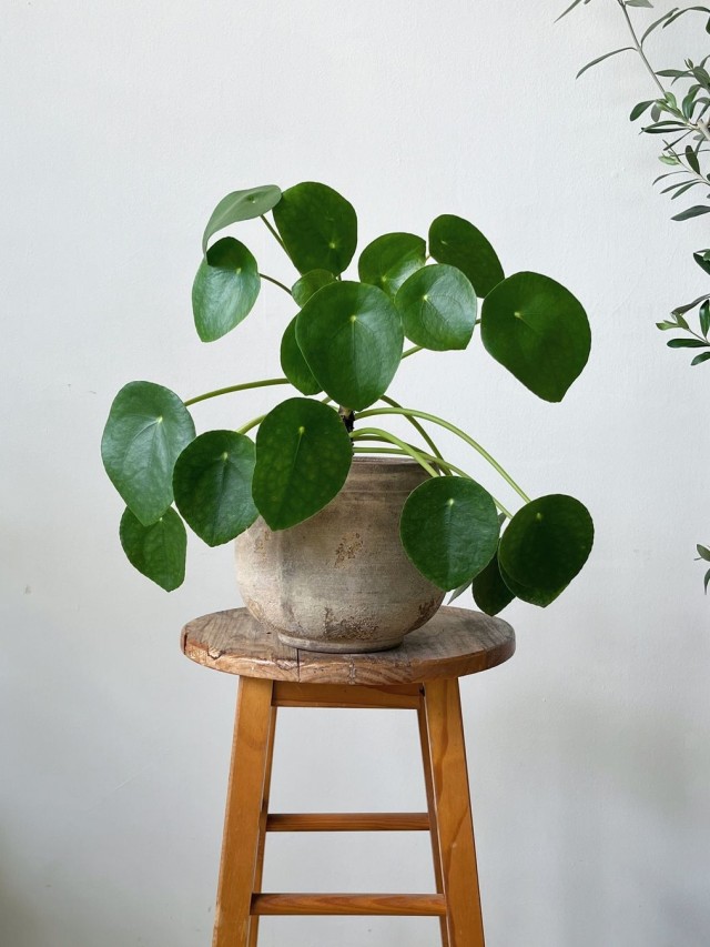 cropped-pilea-peperomioides-3.jpg