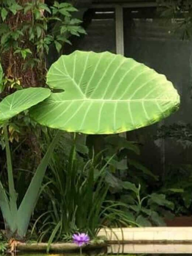 planta orelha de elefante