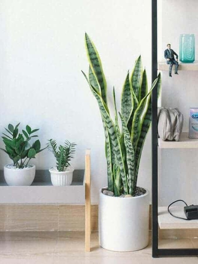 plantas para dentro de casa