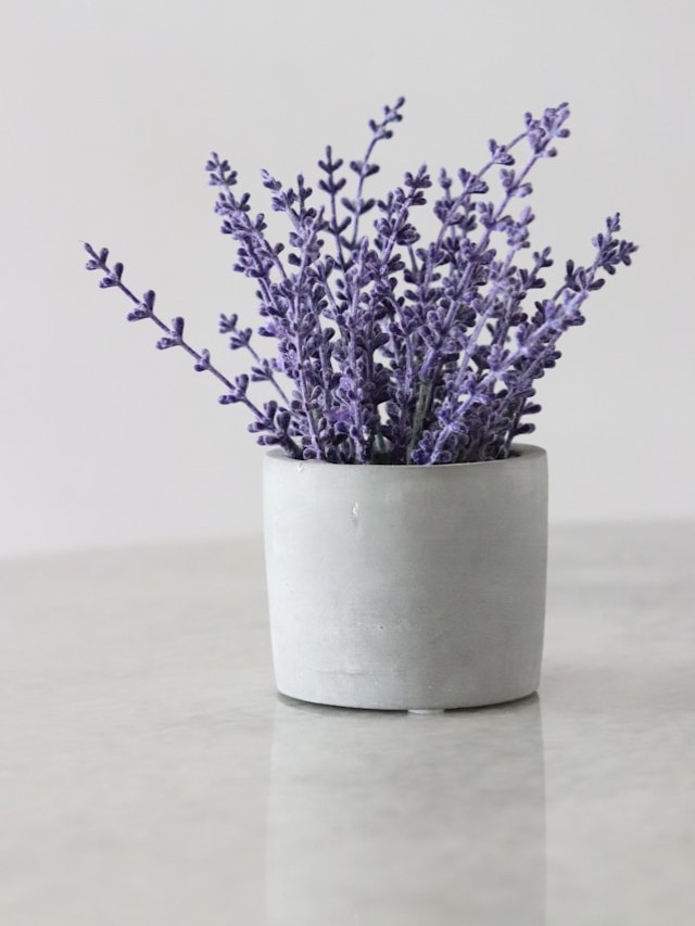 cropped-plantas-para-dentro-de-casa-lavanda.jpg