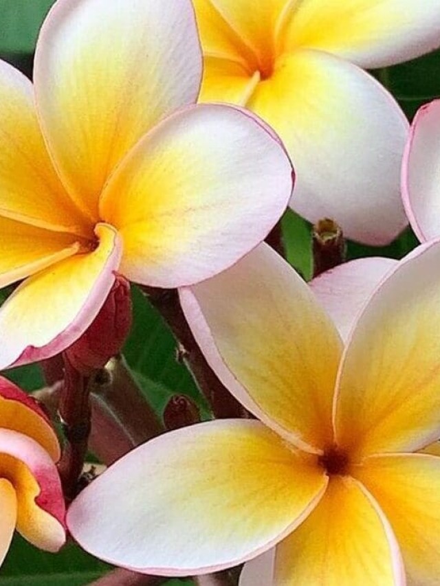 plumeria