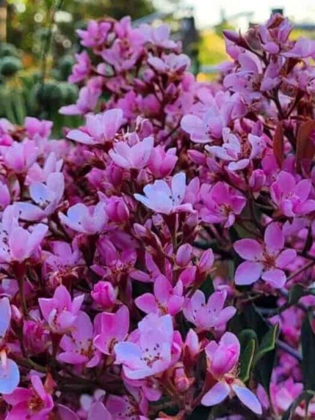 rhaphiolepis-indica rosinha do sol