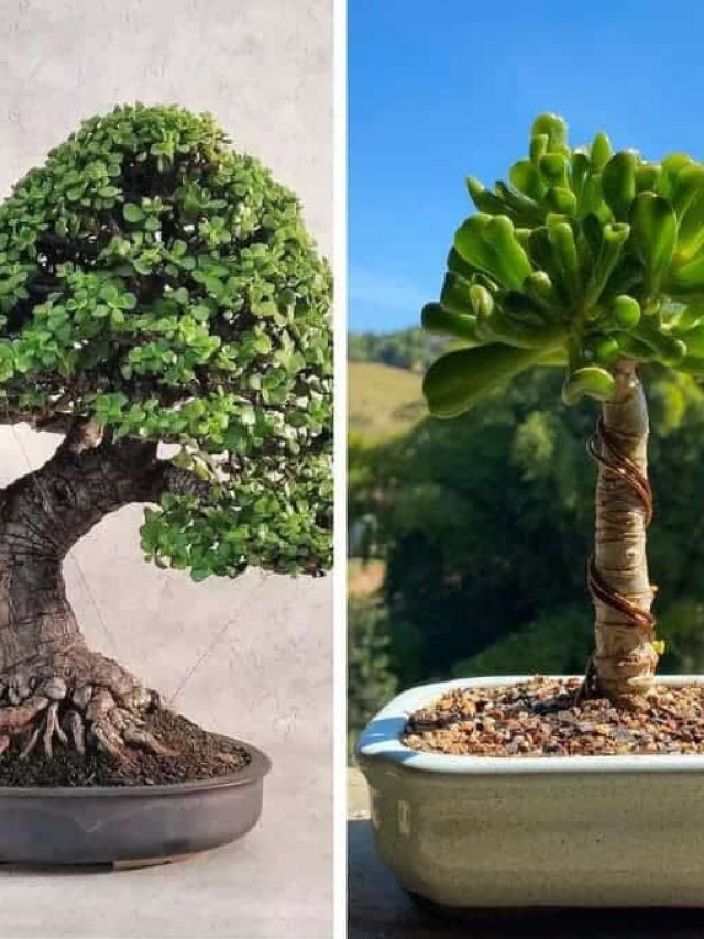 suculentas bonsai