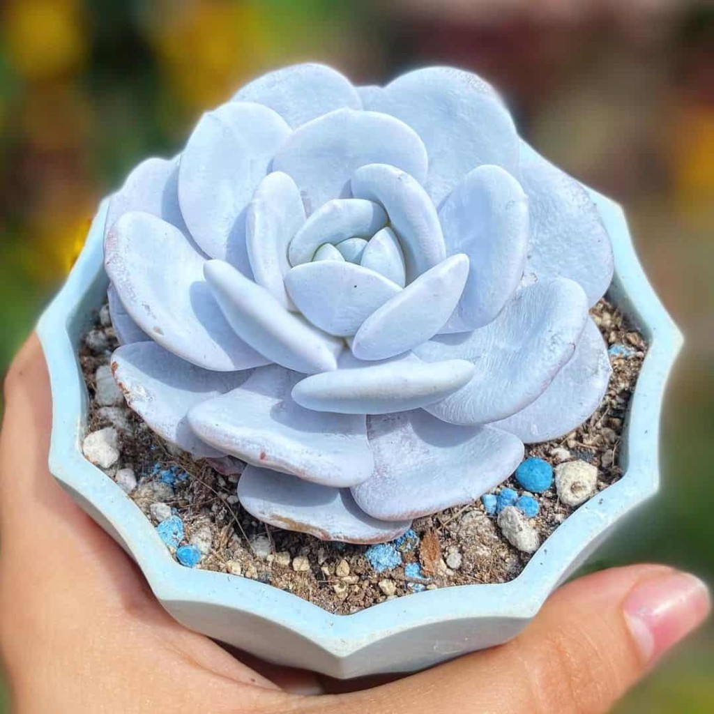 Echeveria lauii: uma suculenta bela e frágil. saiba como cuidar.