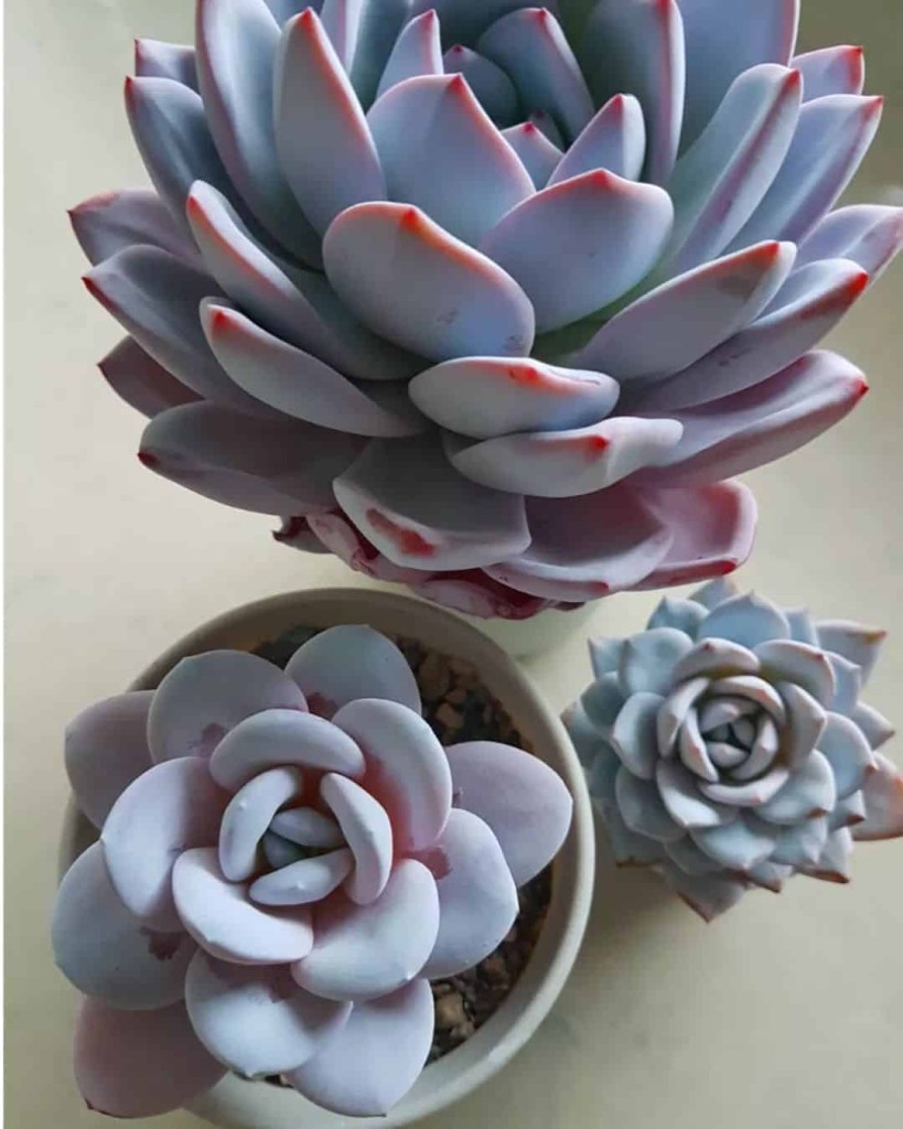 echeveria lauii 2