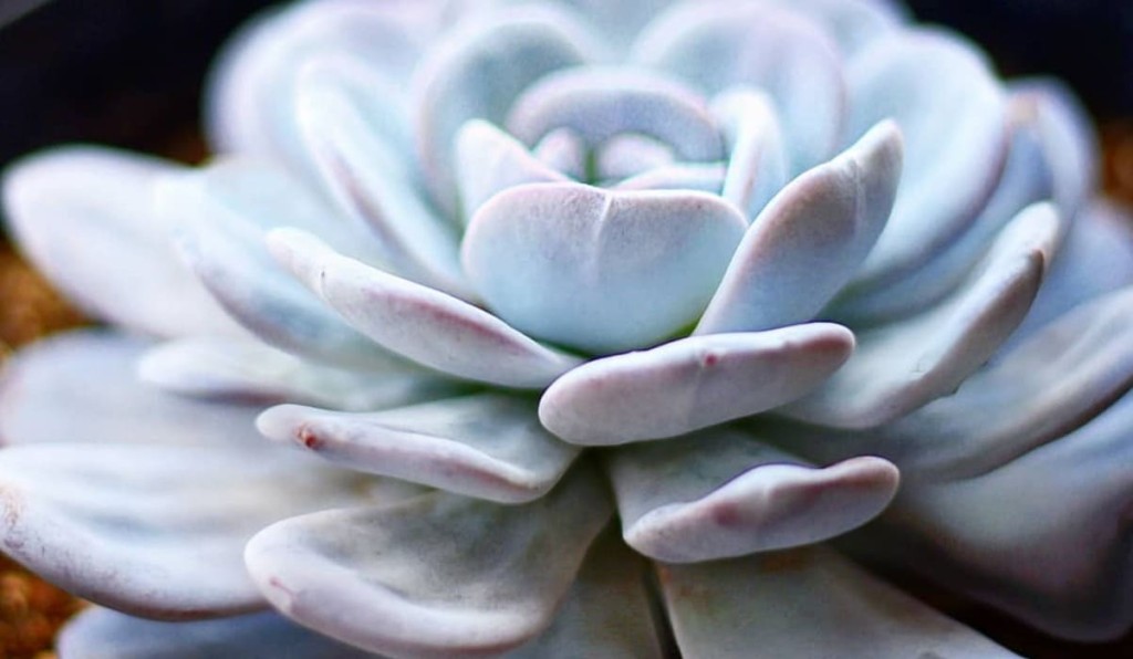 echeveria lauii