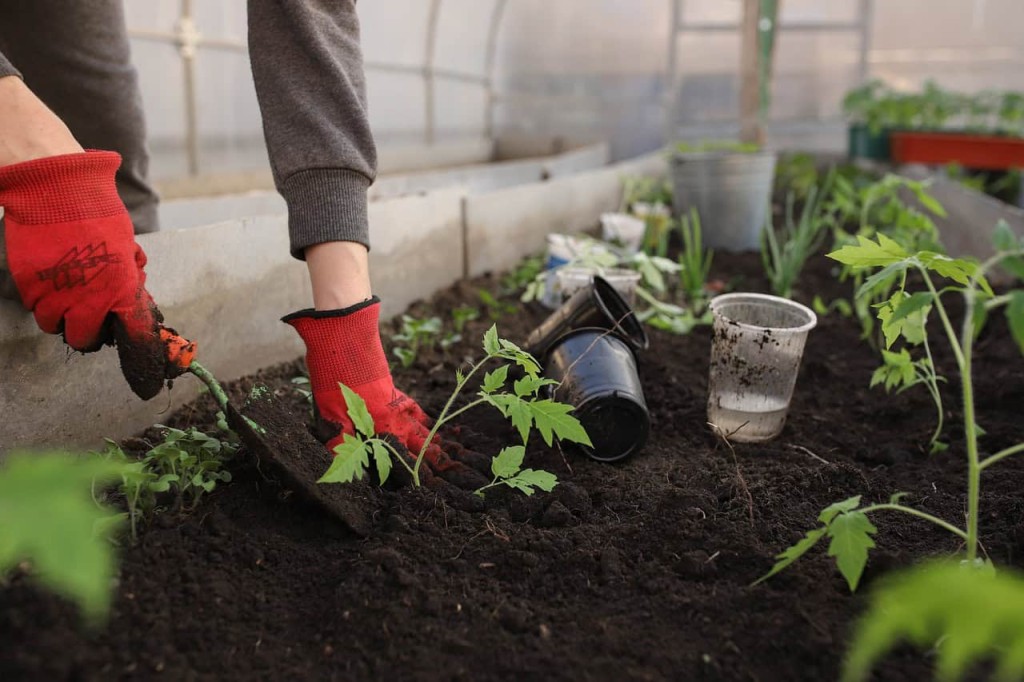 farinha de ossos para plantas