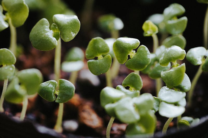 farinha de ossos para plantas