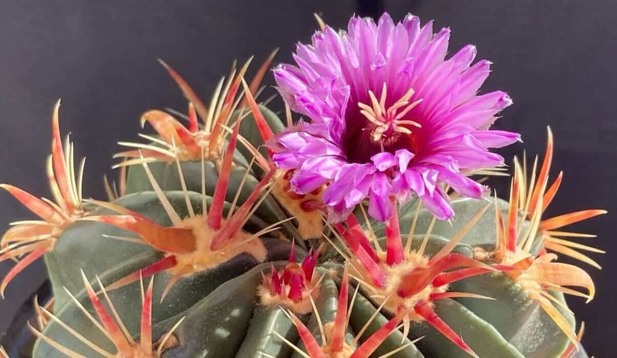 cacto ferocactus latispinus