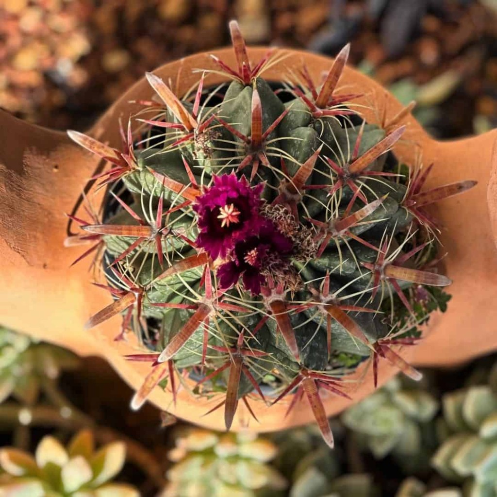 Ferocactus latispinus